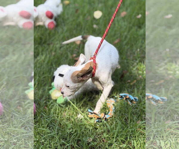 Medium Photo #4 Mutt Puppy For Sale in Yardley, PA, USA