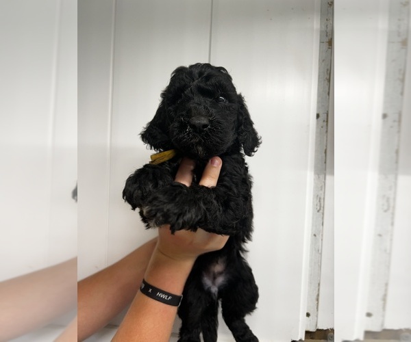 Medium Photo #17 Poodle (Standard) Puppy For Sale in TIMMONSVILLE, SC, USA