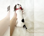 Small #4 Dachshund