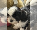 Small Shih Tzu