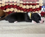 Puppy sunny Cardigan Welsh Corgi