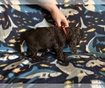 Small #4 Cocker Spaniel