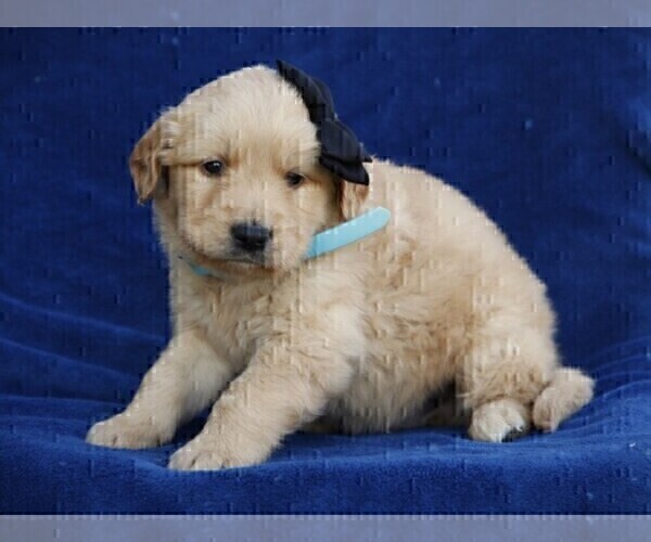 Medium Photo #2 Golden Retriever Puppy For Sale in LIBERTY, KY, USA