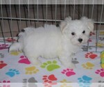 Small Photo #2 Maltese Puppy For Sale in ORO VALLEY, AZ, USA