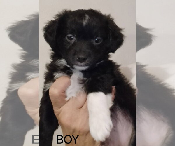 Medium Photo #2 Chihuahua-Unknown Mix Puppy For Sale in Grafton, WI, USA