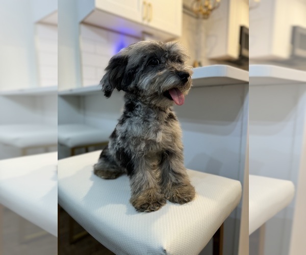 Medium Photo #1 Maltipoo Puppy For Sale in CHICAGO, IL, USA