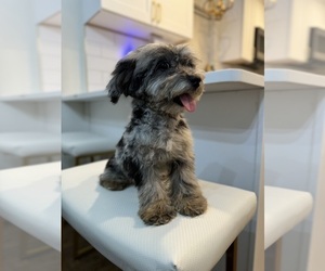 Maltipoo Puppy for sale in CHICAGO, IL, USA