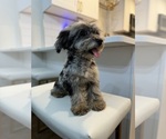 Small Photo #1 Maltipoo Puppy For Sale in CHICAGO, IL, USA