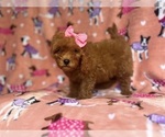 Small #7 Cavapoo