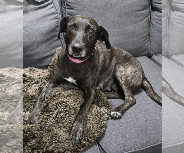 Medium Photo #7 Labrador Retriever-Unknown Mix Puppy For Sale in Oakhurst, NJ, USA