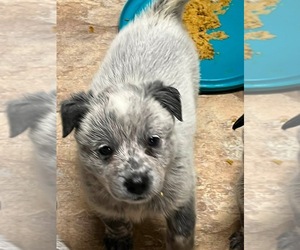 Medium Australian Cattle Dog