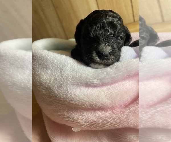 Medium Photo #21 Cavapoo Puppy For Sale in LAFAYETTE, TN, USA
