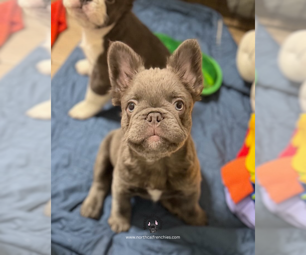 Medium Photo #3 French Bulldog Puppy For Sale in SACRAMENTO, CA, USA