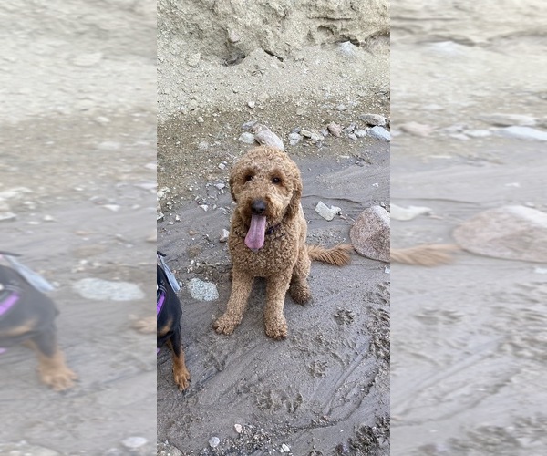 Medium Photo #1 Goldendoodle Puppy For Sale in BARSTOW, CA, USA