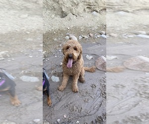 Father of the Goldendoodle puppies born on 06/26/2026