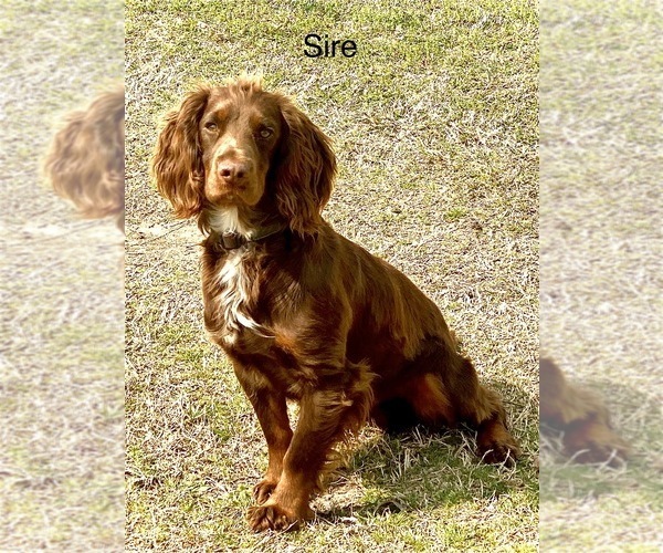 Medium Photo #1 English Cocker Spaniel Puppy For Sale in CHERAW, SC, USA