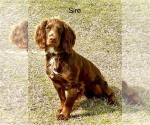 Father of the English Cocker Spaniel puppies born on 03/14/2025