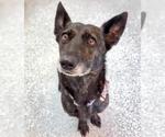 Small #1 German Shepherd Dog-Pembroke Welsh Corgi Mix