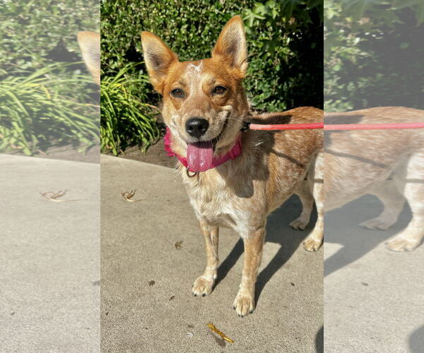 Medium Photo #2 Mutt Puppy For Sale in Newport Beach, CA, USA