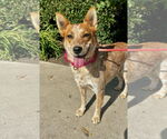 Small #1 Mutt