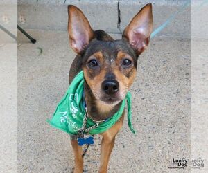 Chihuahua-Unknown Mix Dogs for adoption in Washington, DC, USA