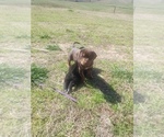 Small Photo #7 Labrador Retriever-Unknown Mix Puppy For Sale in RIPLEY, TN, USA