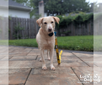 Small #6 Labrador Retriever Mix