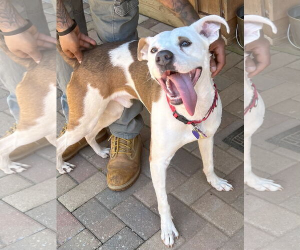 Medium Photo #16 Mutt Puppy For Sale in Atlanta, GA, USA