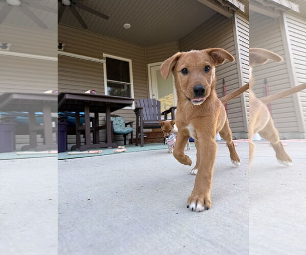 Medium Photo #2 Mutt Puppy For Sale in Hillsboro, MO, USA