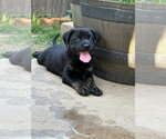 Small #4 Labrador Retriever Mix