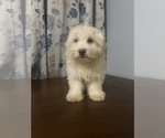 Small #18 Havanese