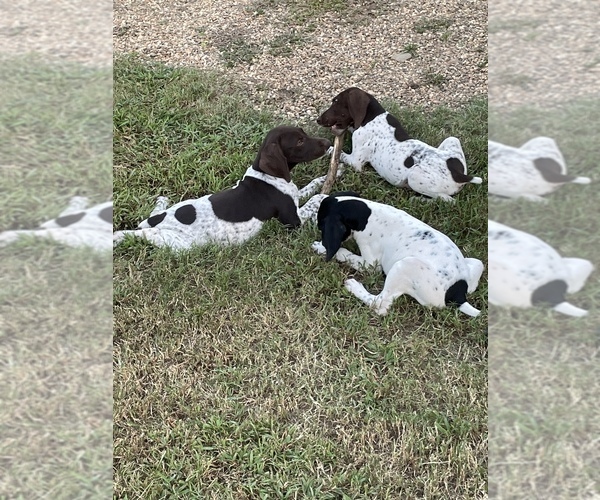 Medium Photo #5 German Shorthaired Pointer Puppy For Sale in MORTON, MS, USA