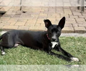 Jack Russell Terrier-Labrador Retriever Mix Dogs for adoption in Princeton, MN, USA