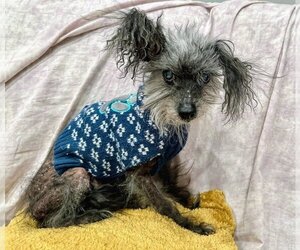 Poodle (Miniature)-Unknown Mix Dogs for adoption in Mundelein, IL, USA