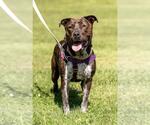 Small #2 American Staffordshire Terrier Mix
