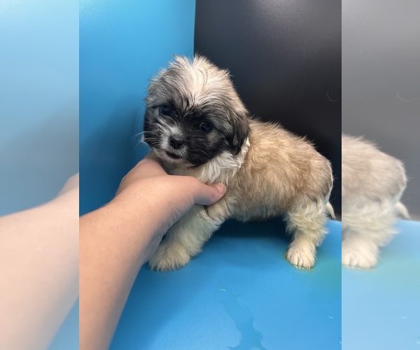 Medium Photo #2 Maltipoo-Shih Tzu Mix Puppy For Sale in SAINT AUGUSTINE, FL, USA