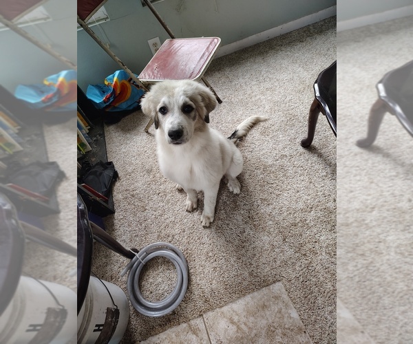 Medium Photo #1 Great Pyrenees Puppy For Sale in ROCKFORD, IL, USA