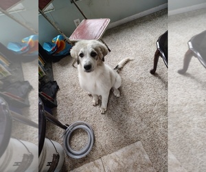 Great Pyrenees Puppy for sale in ROCKFORD, IL, USA