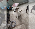 Litter of 3 - Male(s) and Female(s) Great PyreneesLitter of Puppies for Sale - Small photo