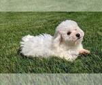 Small Photo #3 Bichon Frise Puppy For Sale in FREDERICKSBURG, OH, USA