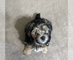 Small Photo #3 YorkiePoo Puppy For Sale in GLOUCESTER, VA, USA