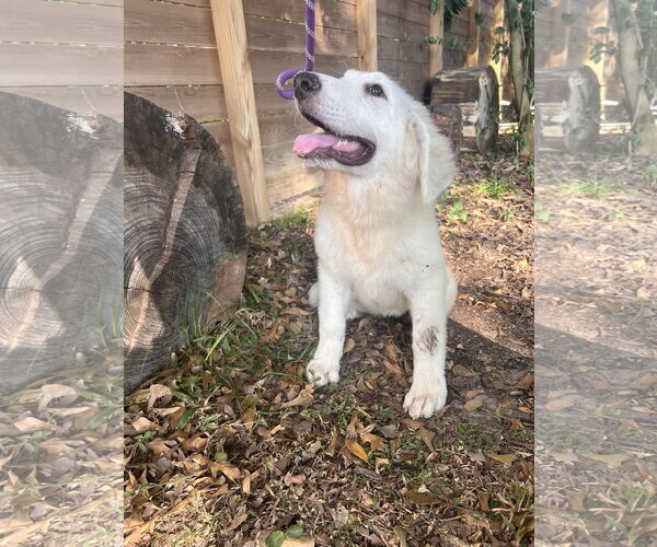Medium Photo #2 Great Pyrenees Puppy For Sale in Spring, TX, USA