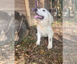 Small #1 Great Pyrenees