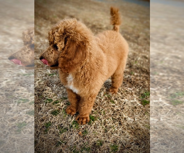 Medium Photo #5 Poodle (Standard) Puppy For Sale in GORDONSVILLE, VA, USA