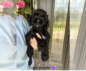 Cock-A-Poo Puppy for Sale in STEPHENVILLE, Texas USA