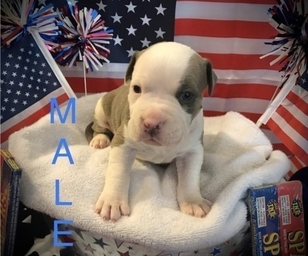 Medium Photo #2 American Bully Puppy For Sale in SALEM, IL, USA