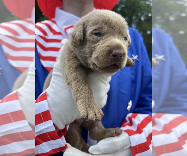 Medium Photo #2 Labrador Retriever Puppy For Sale in NEOLA, WV, USA