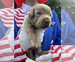 Small #1 Labrador Retriever