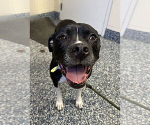 American Pit Bull Terrier-Unknown Mix Dogs for adoption in Jackson , NJ, USA