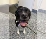 Small American Pit Bull Terrier Mix